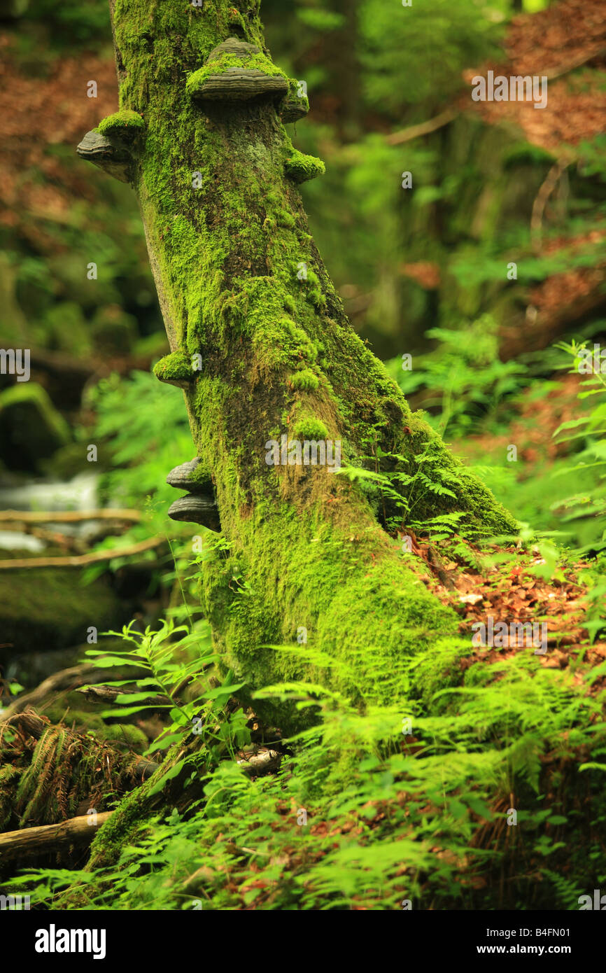 Tronco di albero coperte di muschio e funghi della staffa Foto Stock