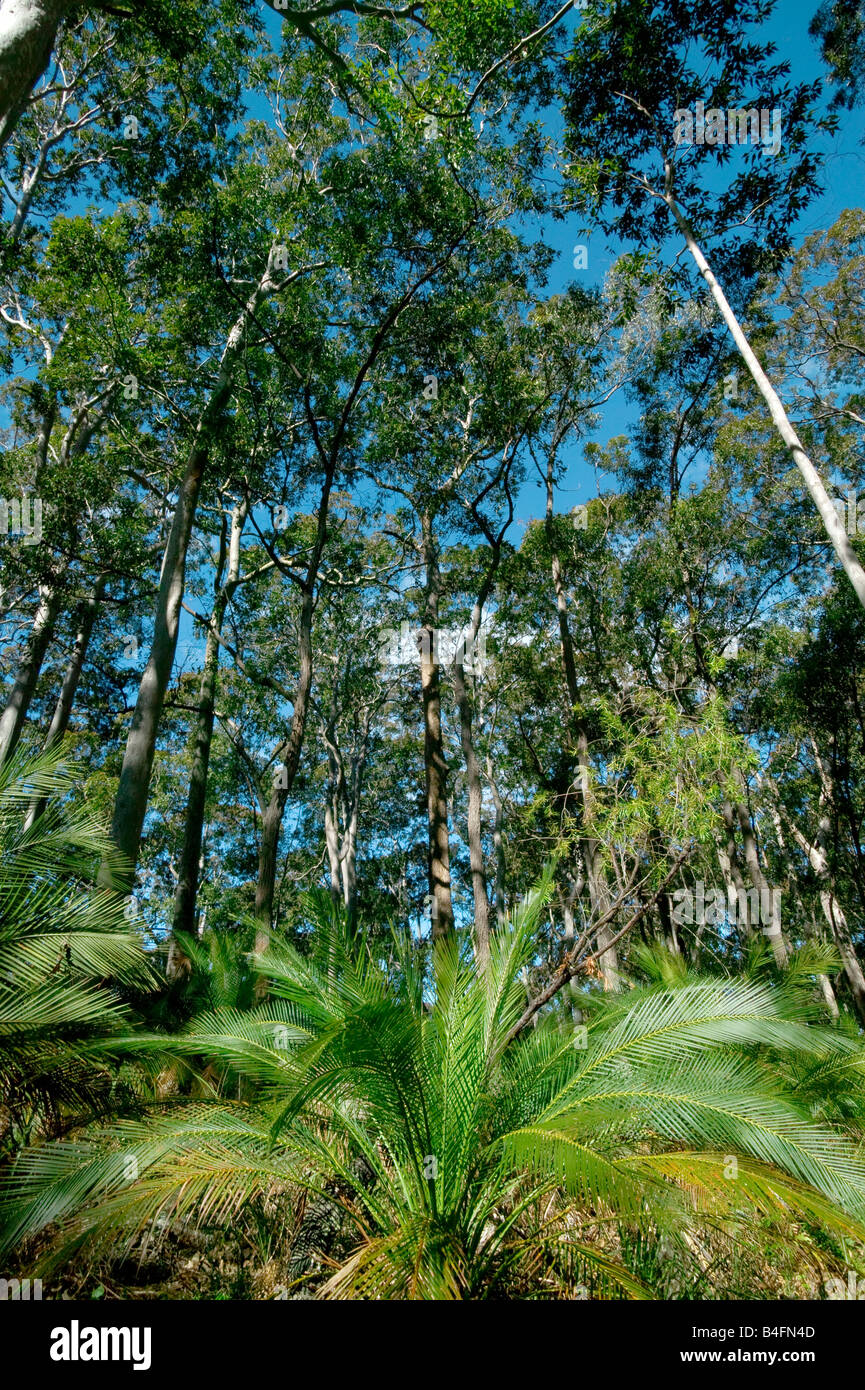 Foresta di eucalipti vicino a Canberra il Nuovo Galles del Sud Australia Foto Stock