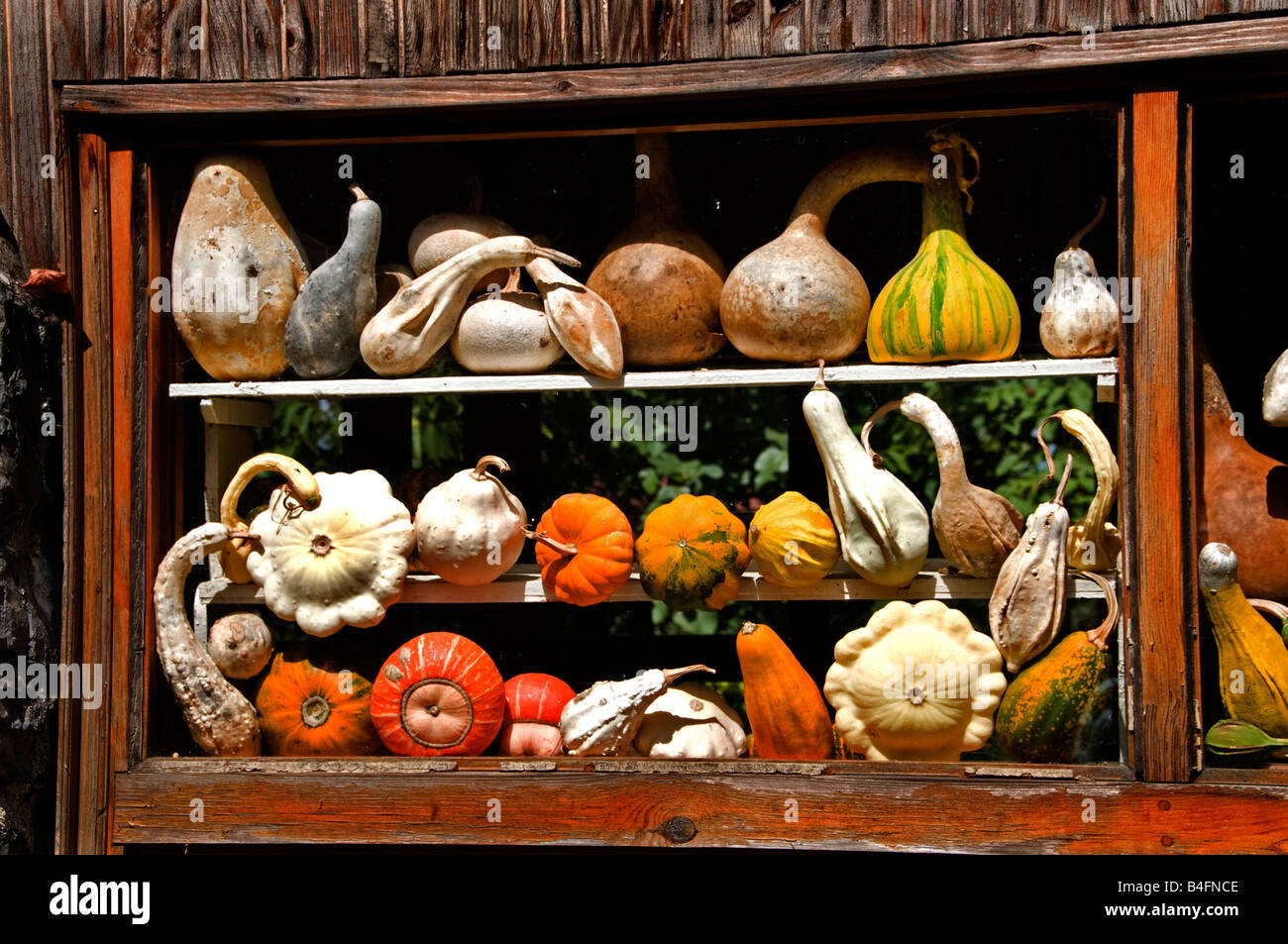 Pulire la frutta secca di zucca zucca calabash Polonez Turchia immigrati immigrazione emigrazione polacca Polonia Foto Stock