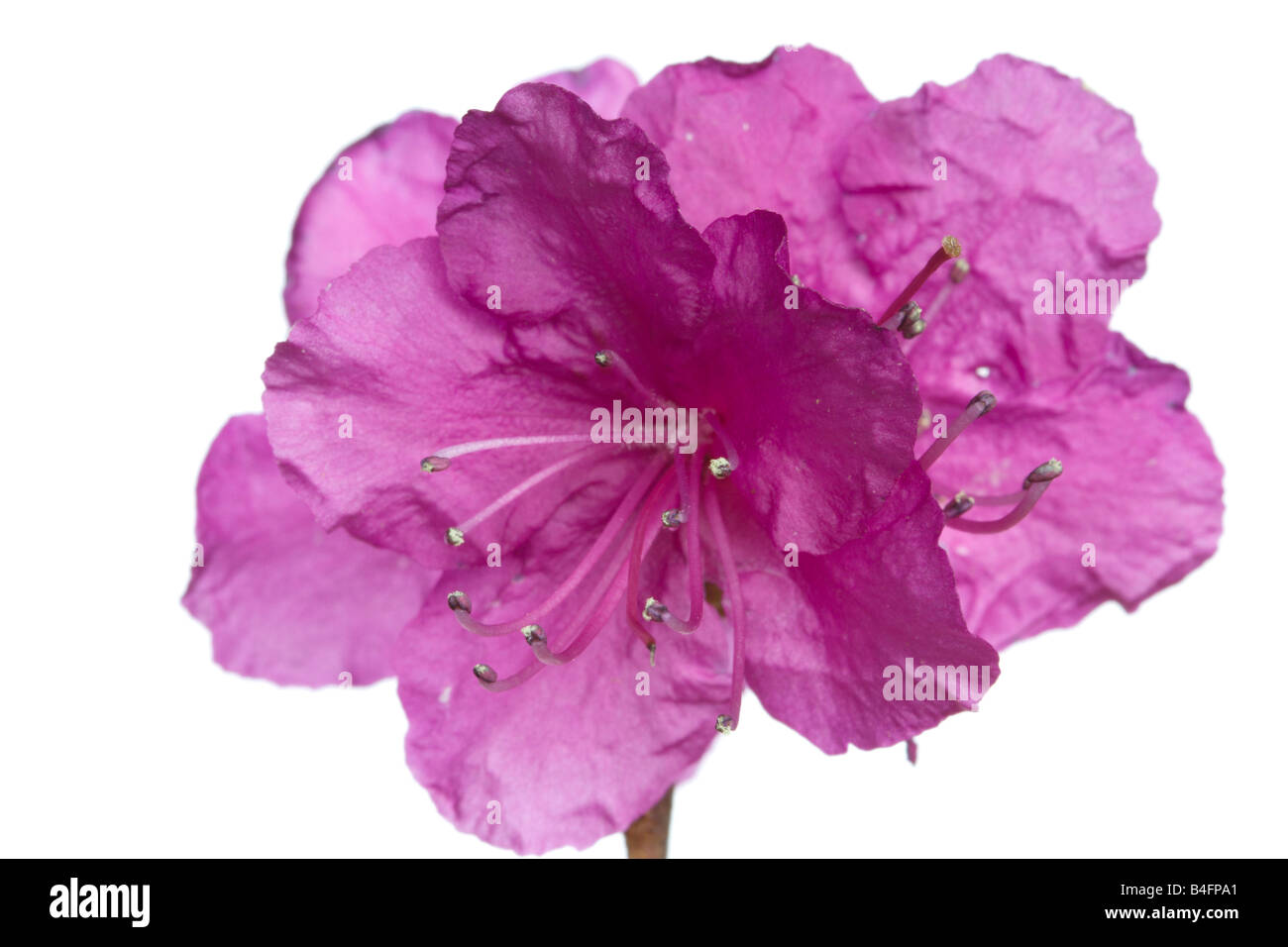 Fiori di rododendro isolato su bianco utile come elemento di design Foto Stock