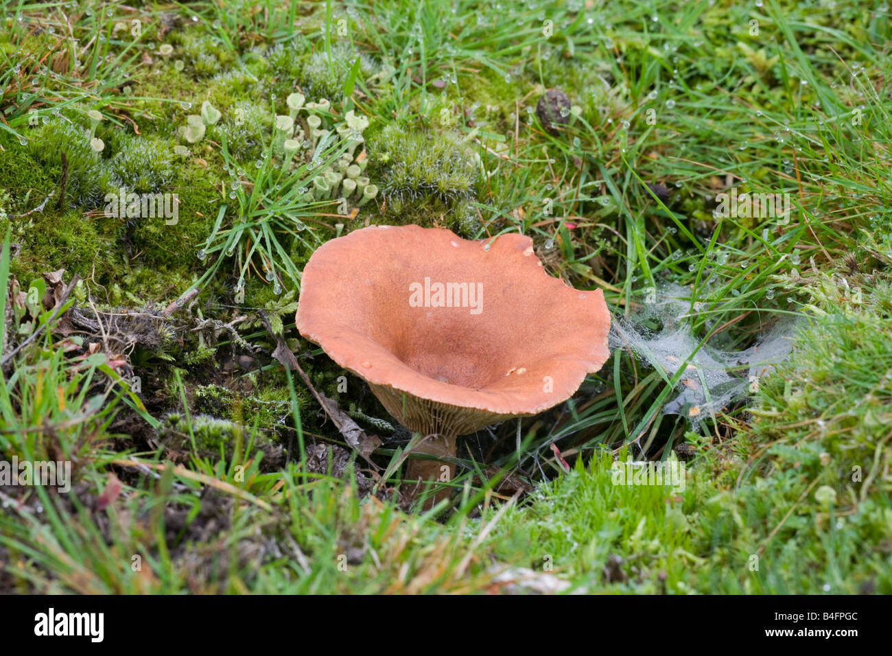 Specie di funghi che crescono su breve pascolato pascoli con i licheni Foto Stock