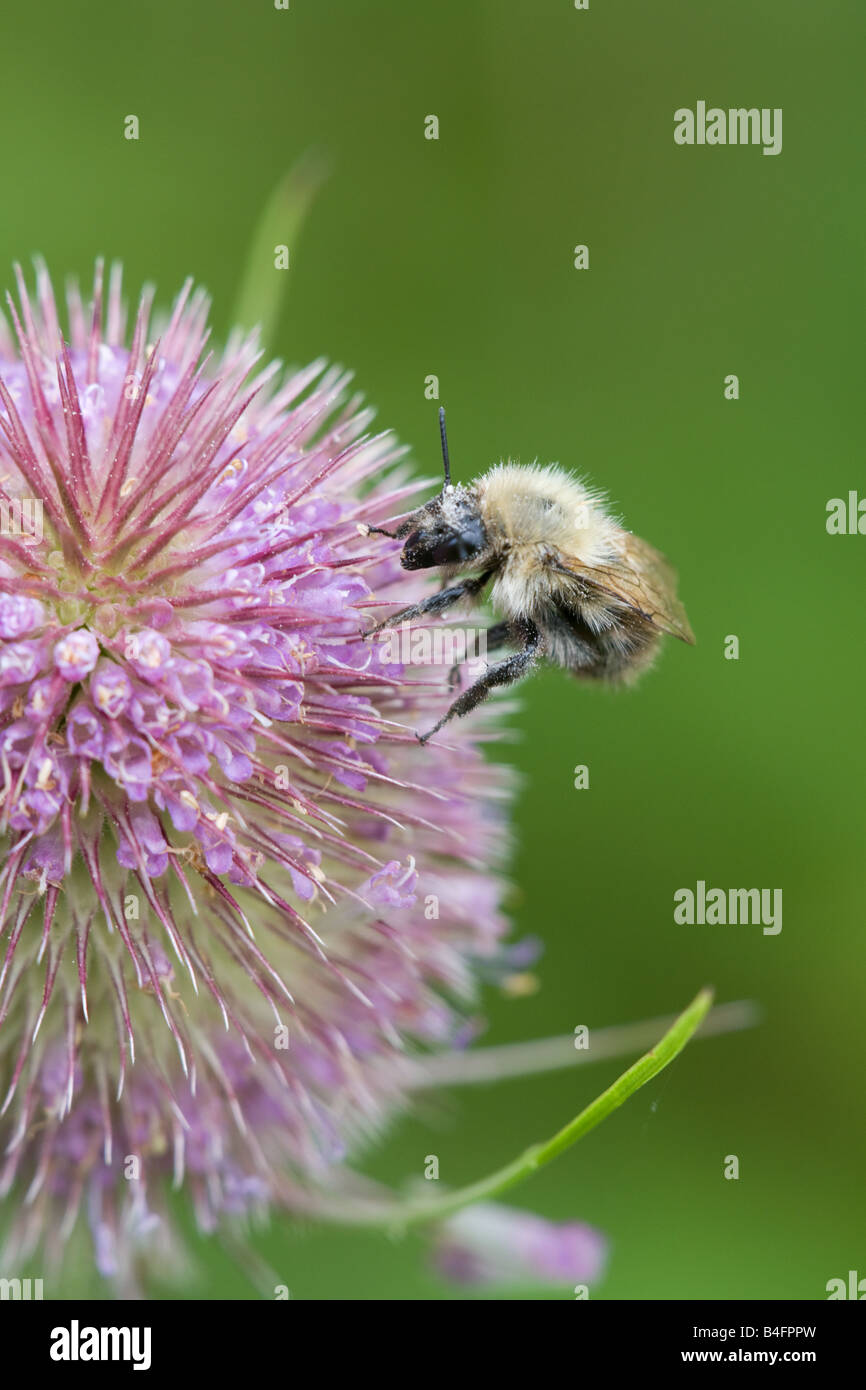 Carda comune Bee Bombus agrorum su un selvaggio fiore Teasel testa Foto Stock