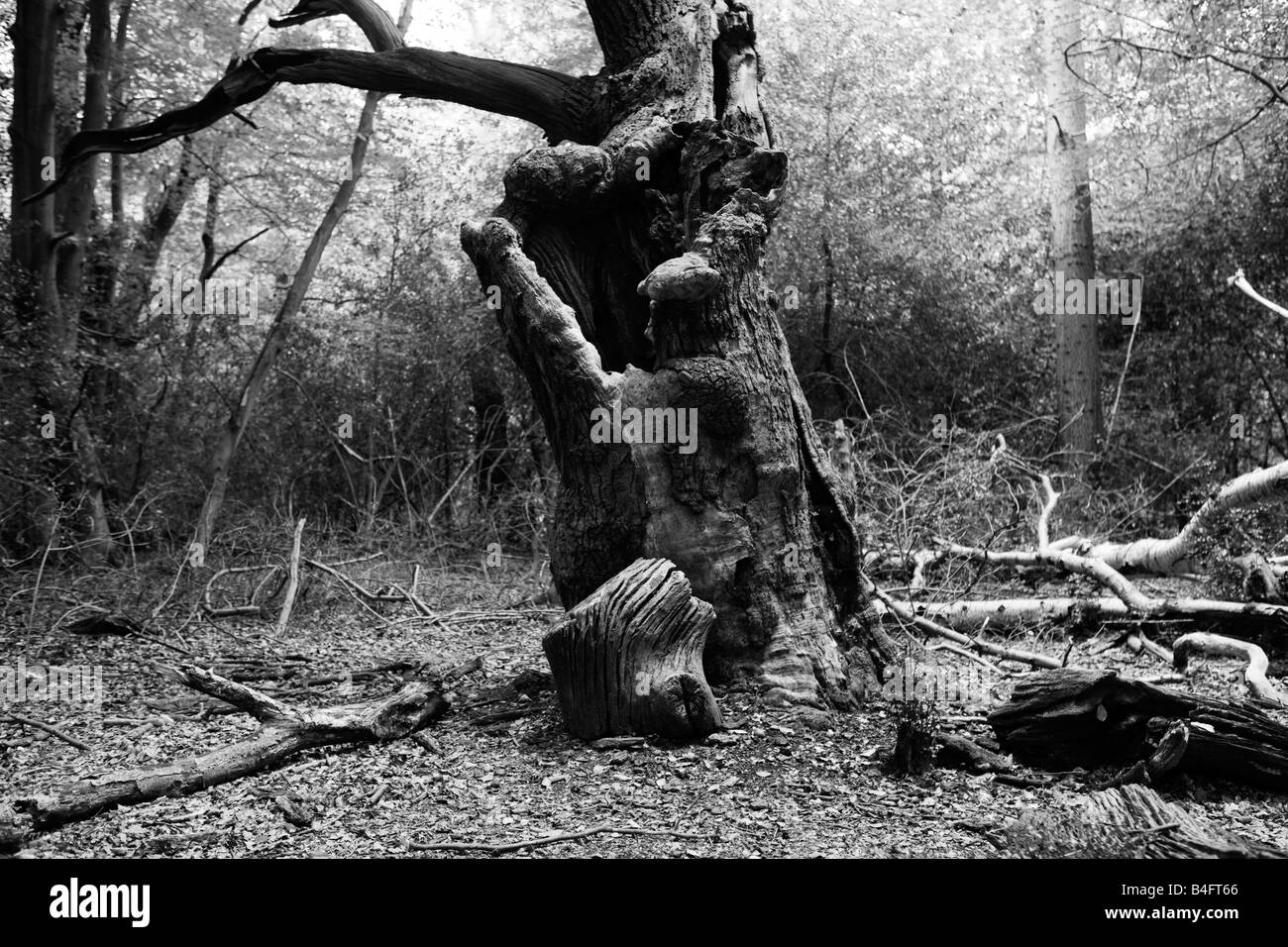 Albero morto in un bosco di Burnham Beeches, Buckinghamshire Foto Stock