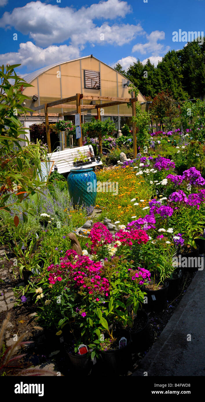 Fiori colorati al di fuori di una delle molte serre a Soergel frutteti e mercato di fattoria in Wexford (Pittsburgh, Pennsylvania. Foto Stock