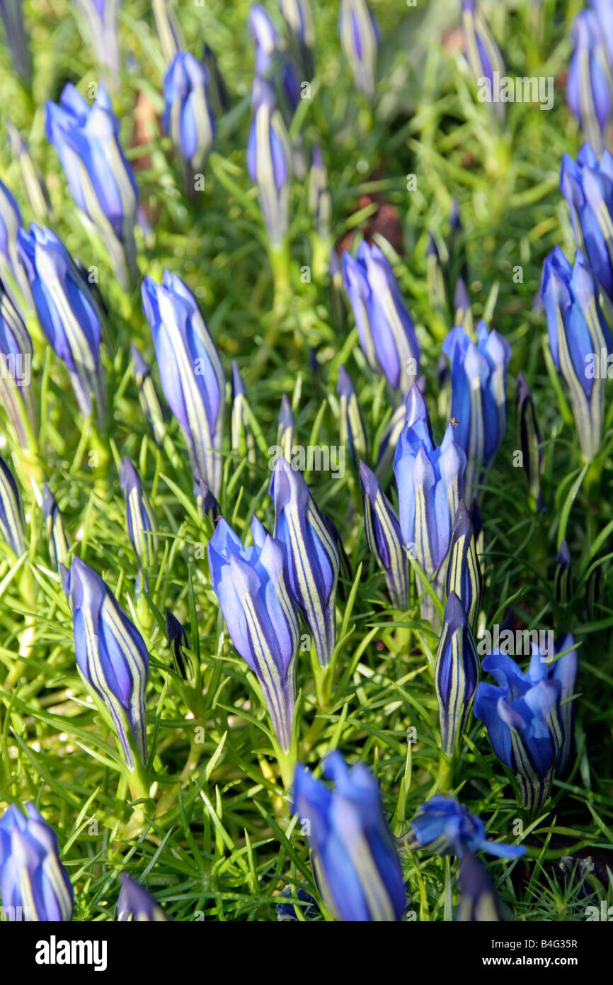 GENTIANA SINO ORNATA Foto Stock