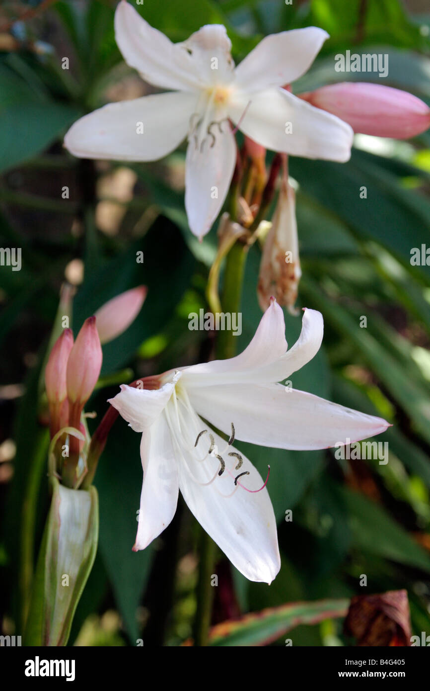 CRINUM MOOREI inizio ottobre Foto Stock