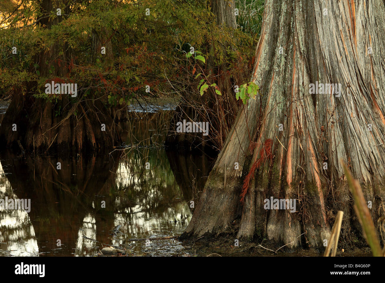 Cipresso in Bayou vicino a caddo Lake, Shreveport, Louisiana, Stati Uniti d'America Foto Stock