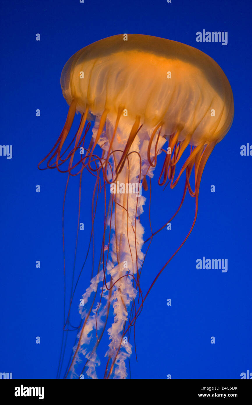 Pacifico mare Meduse di ortica (Chrysaora fuscescens) Aquarium di Vancouver Vancouver BC Canada Foto Stock