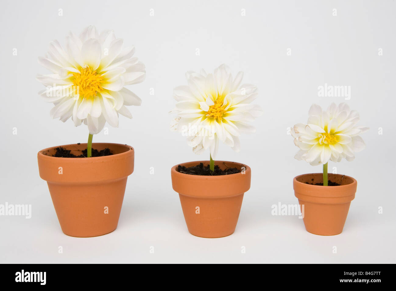 Tre diverse dimensioni di vasi di fiori di crisantemo Foto Stock