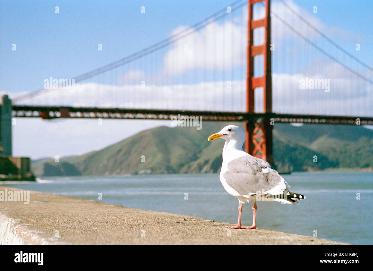 Un Gabbiano seduta su una parete di fronte al Golden Gate Bridge Foto Stock