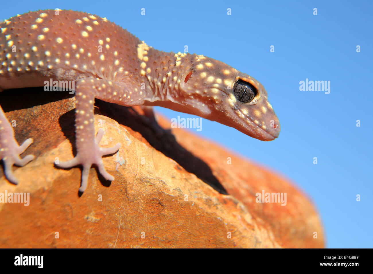 Geco su una roccia Flinders Ranges Australia del Sud Foto Stock
