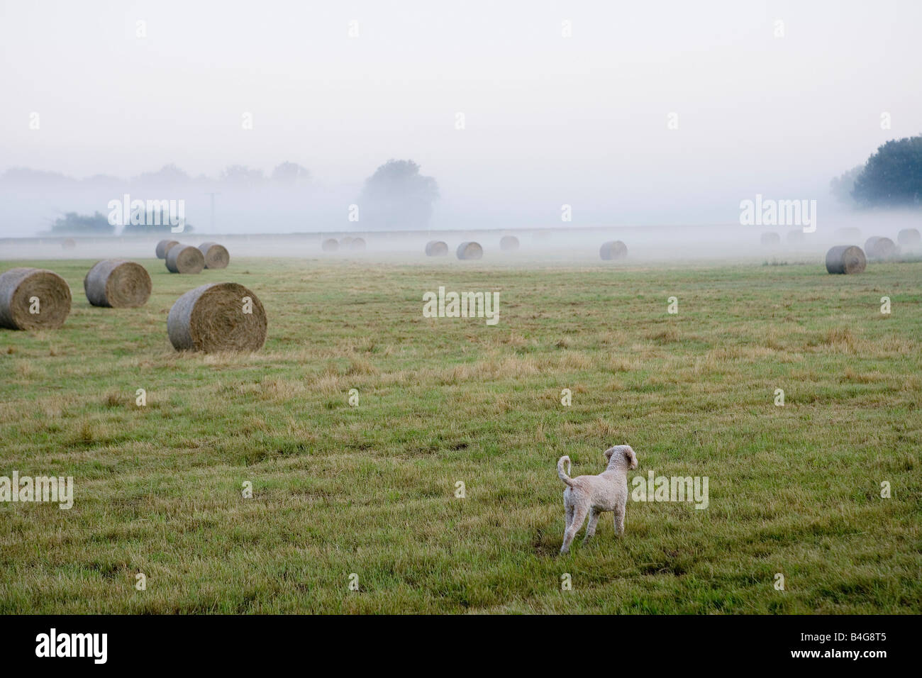 Waterdog spagnolo in piedi in un campo con balle di fieno Foto Stock