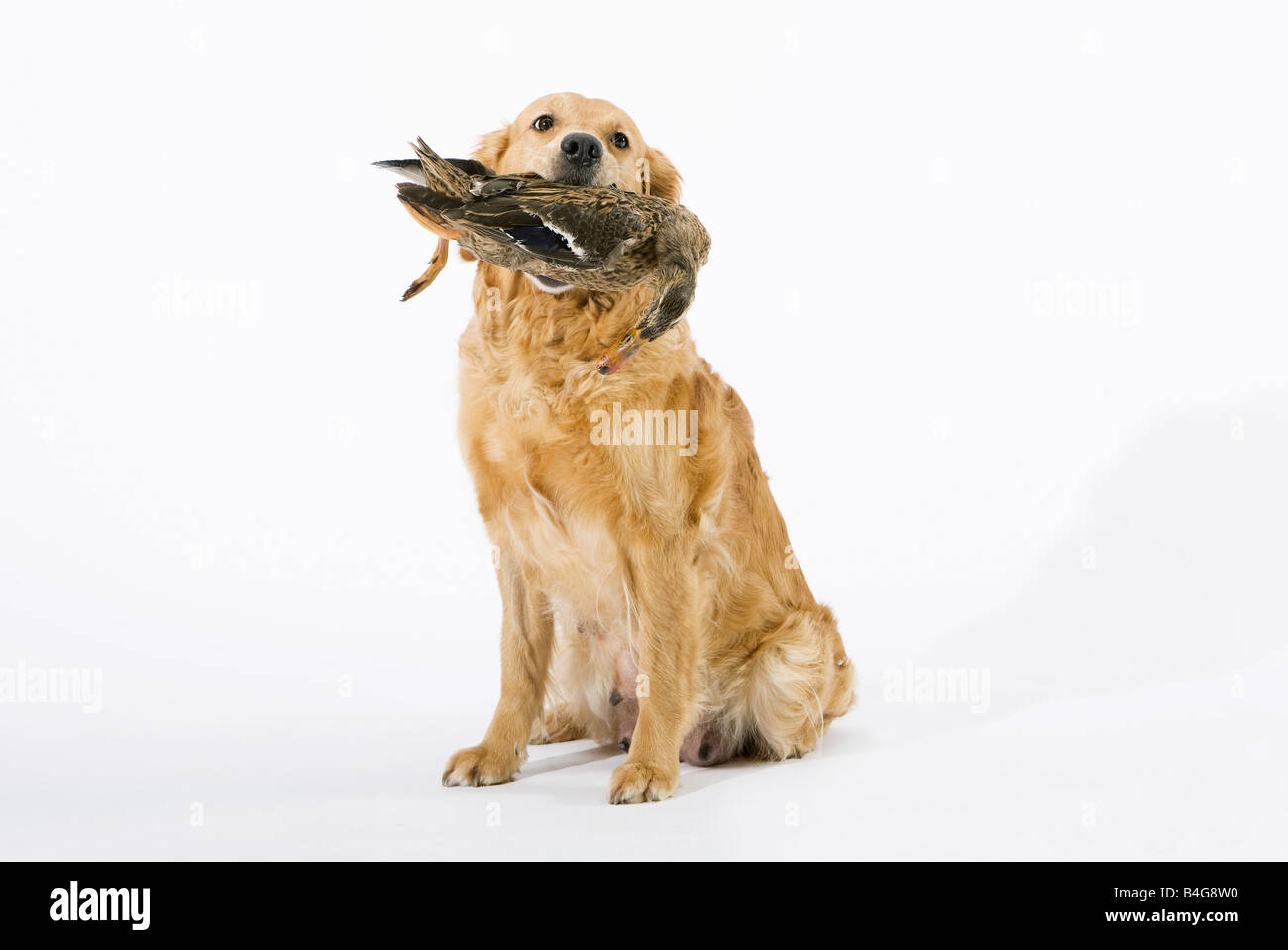 Un Golden Retriever tenendo un anatra morta nella sua bocca Foto Stock