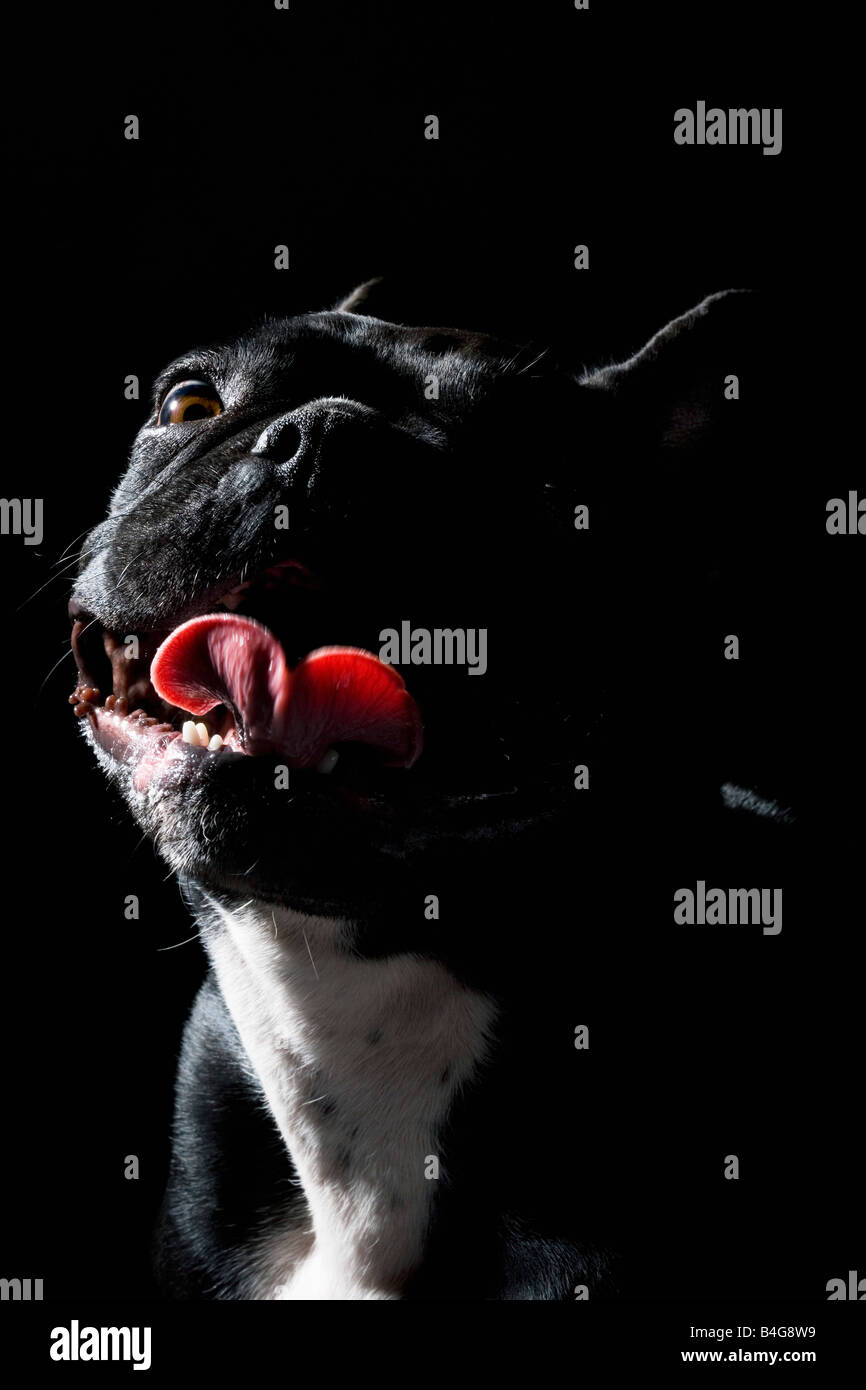 Bulldog francese, ritratto Foto Stock