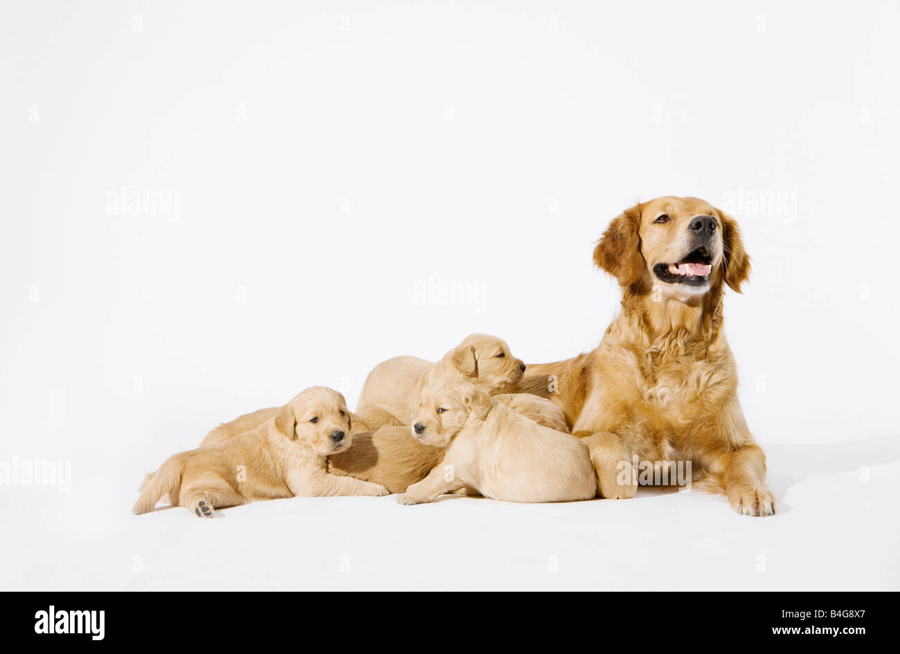 Un Golden Retriever con suoi cuccioli Foto Stock