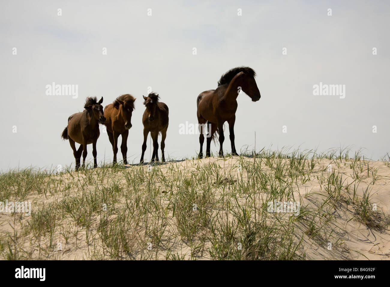 Quattro wild banchiere pony in piedi su una duna di sabbia, Outer Banks, Carolina del Nord Foto Stock