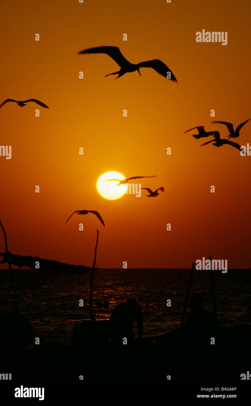 Gabbiani sorvolano acqua al tramonto Foto Stock