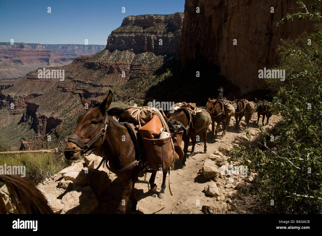 Un gruppo di pack asini camminando per un sentiero del Grand Canyon, Arizona, Stati Uniti d'America Foto Stock