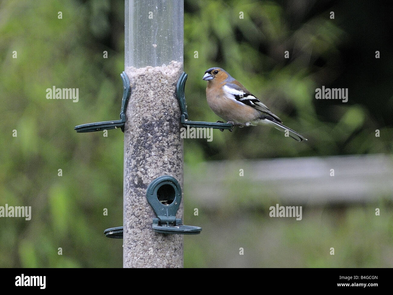 Fringuello su Bird Feeder Foto Stock
