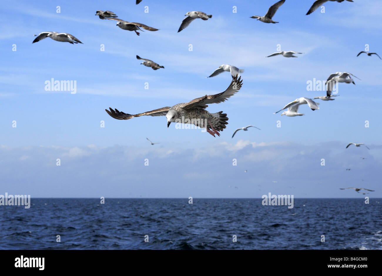 Gabbiani sorvolano il Mar Baltico Foto Stock