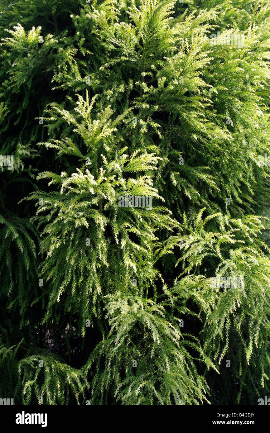 CRYPTOMERIA JAPONICA SEKKAN SUGI Foto Stock