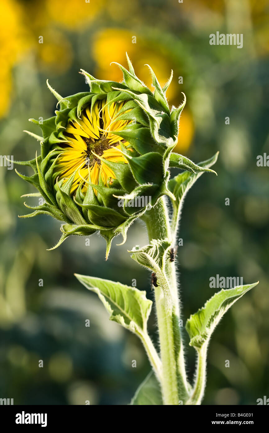 Girasole non aperti Foto Stock