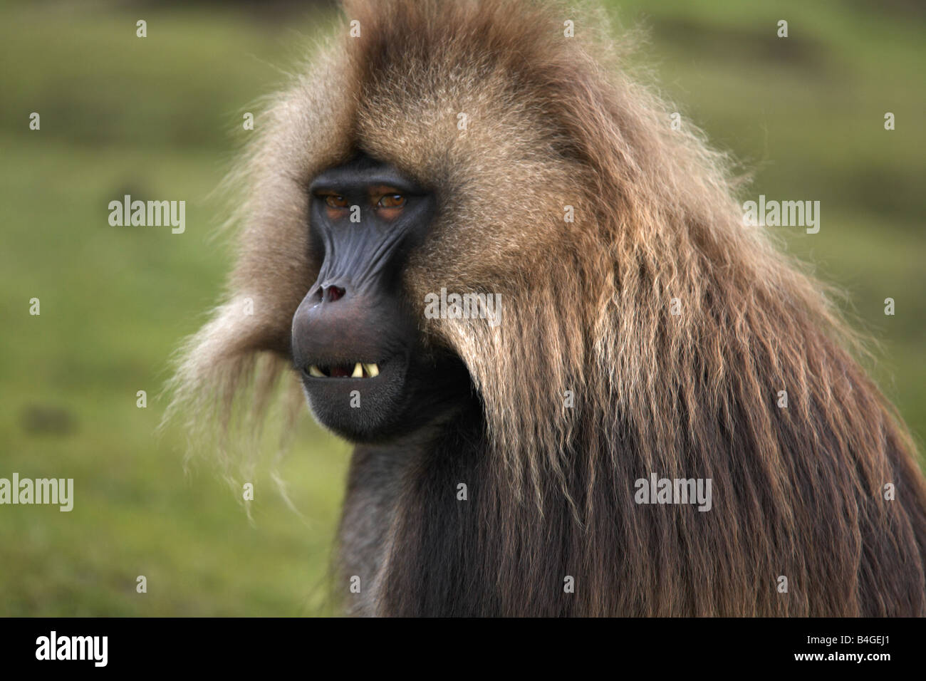 Babbuino Gelada in Simien Mountains National Park, Etiopia Foto Stock