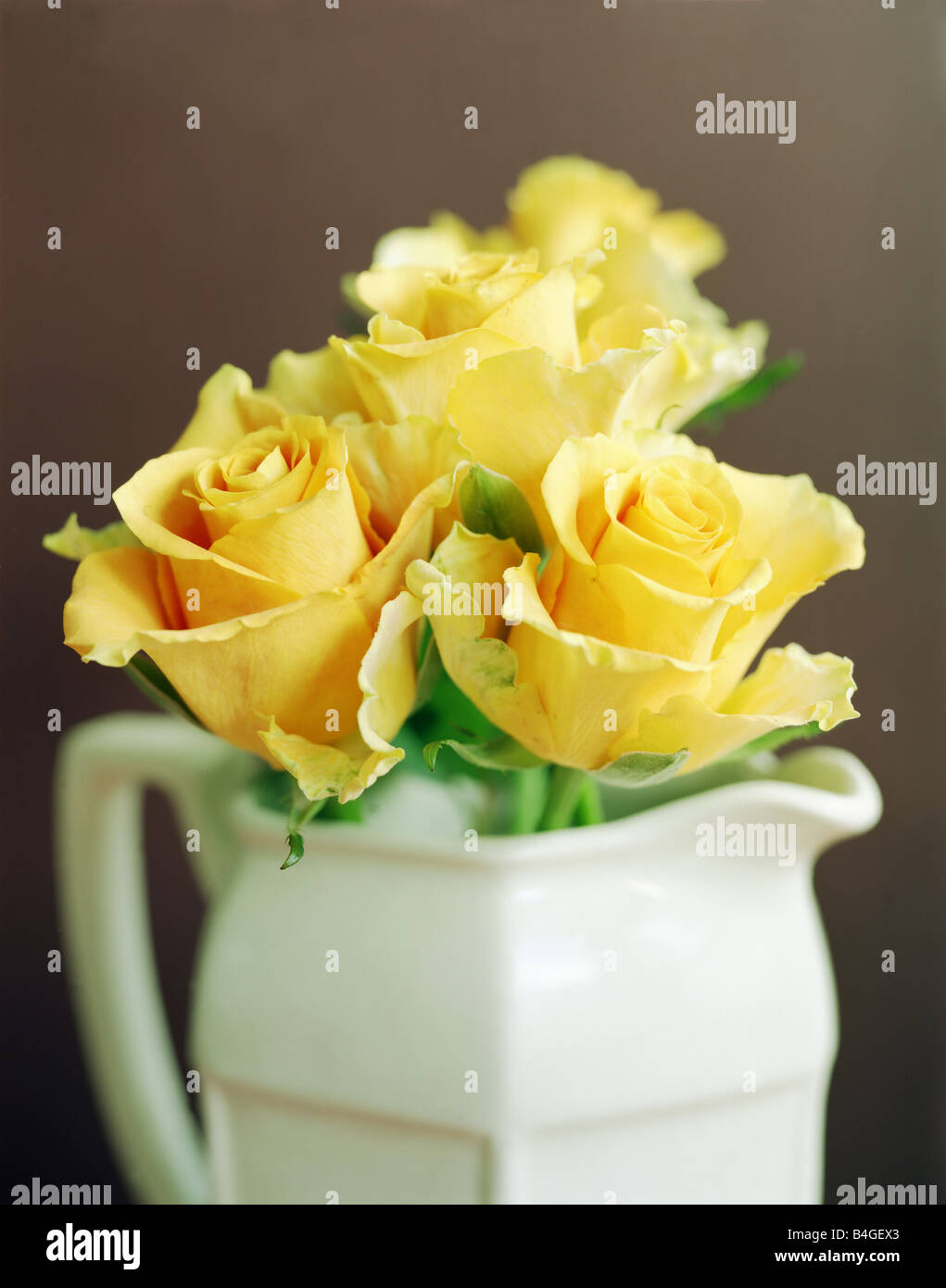 Rose giallo nella caraffa del bianco close up Foto Stock
