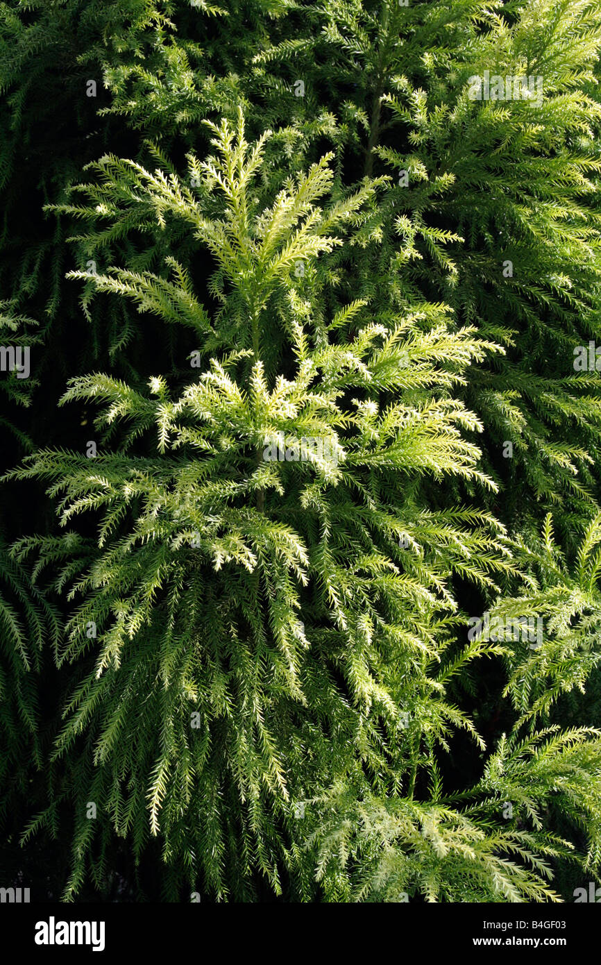 CRYPTOMERIA JAPONICA SEKKAN SUGI Foto Stock