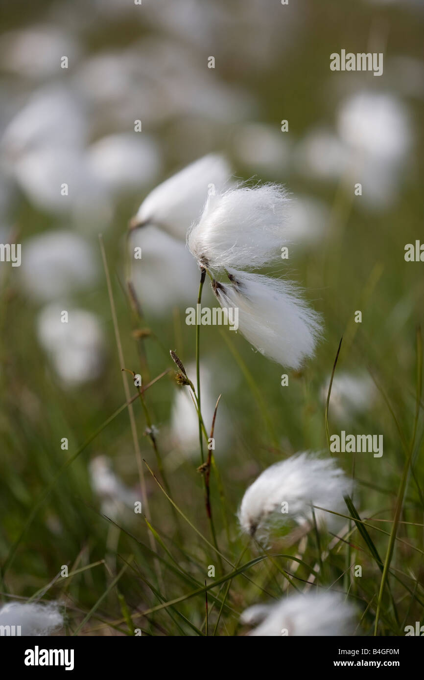 Erba di cotone Mull Foto Stock