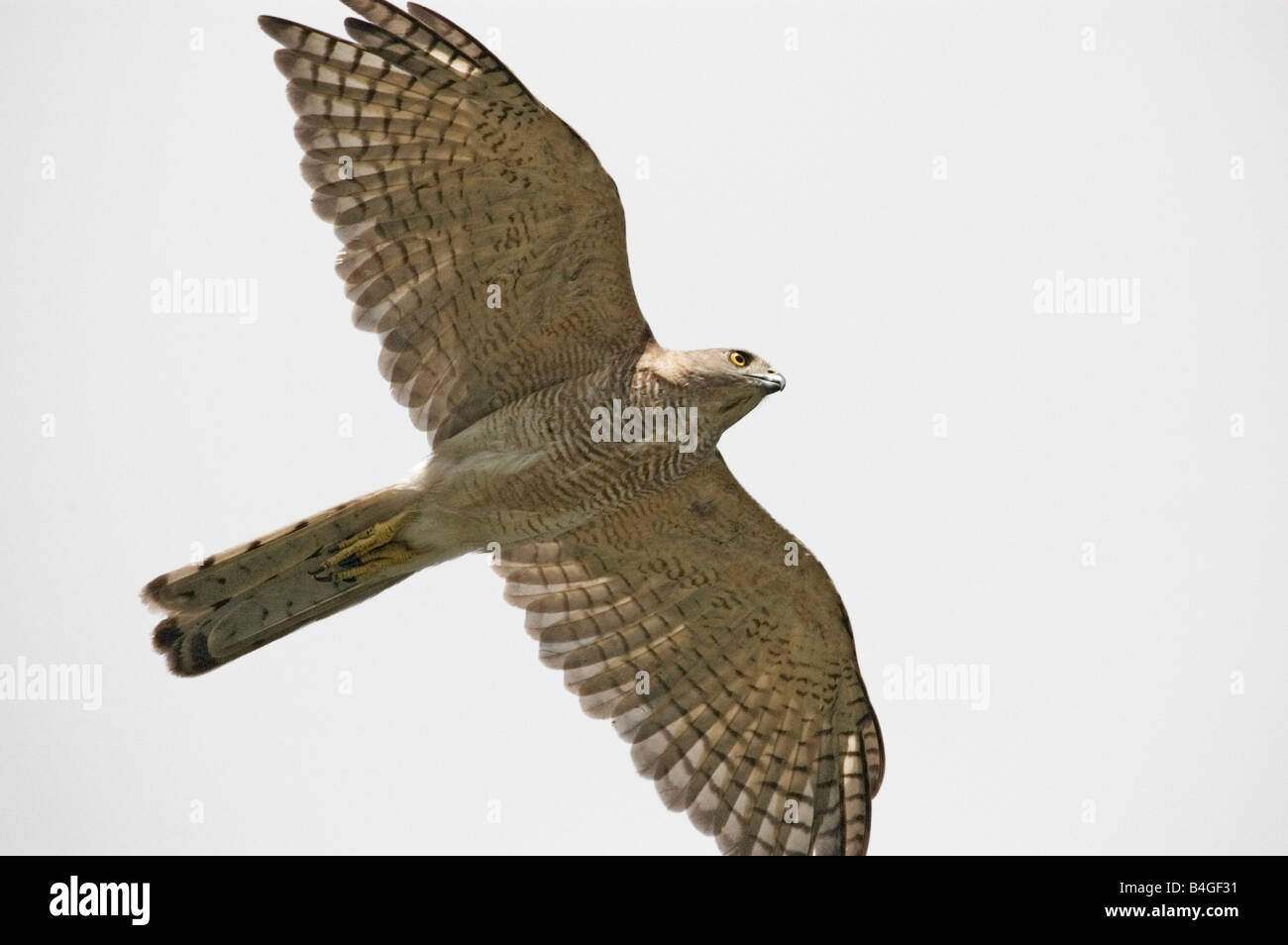 Shikra in volo Foto Stock
