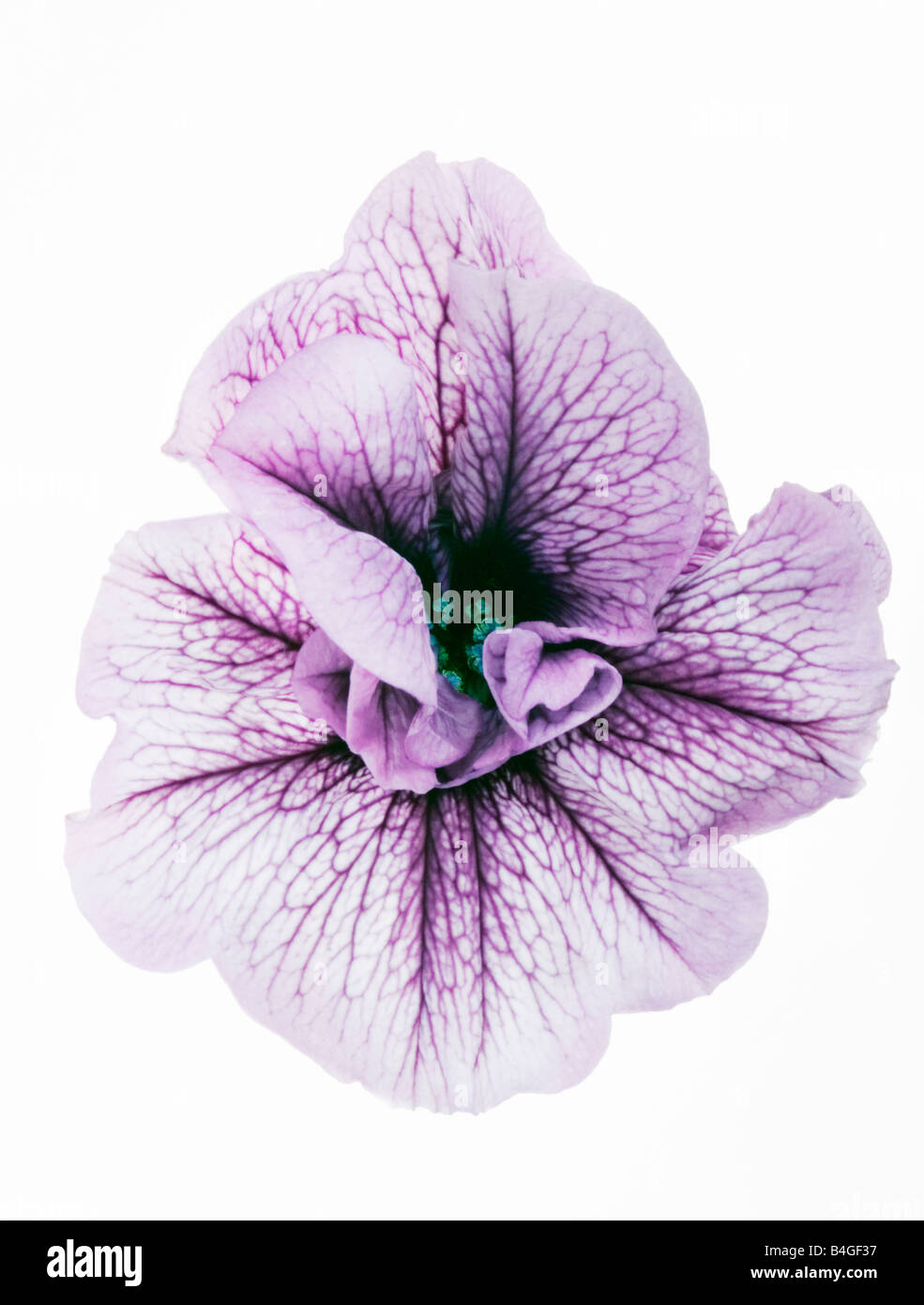 La Petunia Tumbelina Priscilla Foto Stock