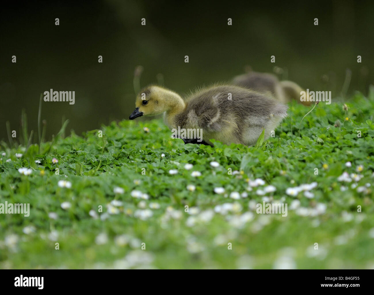 Canada Goose pulcino di mangiare in un campo di margherite. Foto Stock