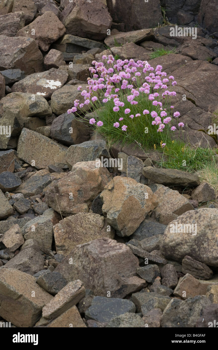 La parsimonia crescente sulla riva Glengorm Mull Scozia Scotland Foto Stock