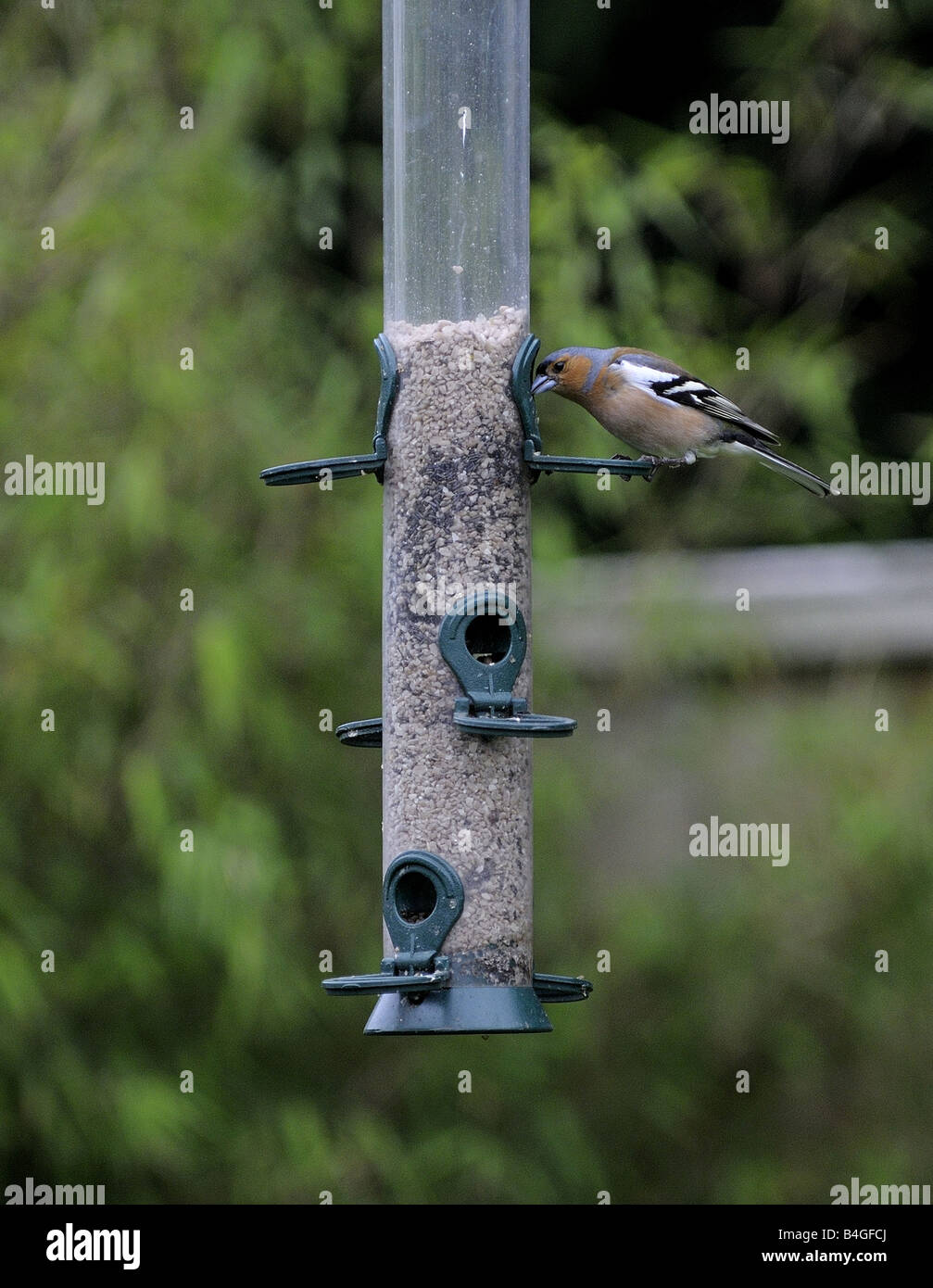 Fringuello su Bird Feeder Foto Stock