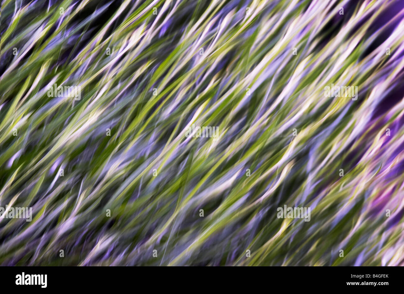 [Lavanda lavandula latifolia] delicatamente muovendo nel vento Foto Stock