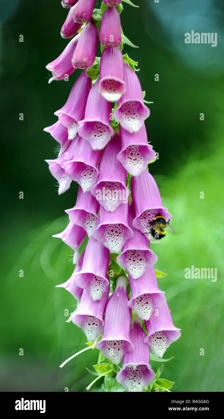 Un Bumble Bee scomparendo fino a foxglove Foto Stock