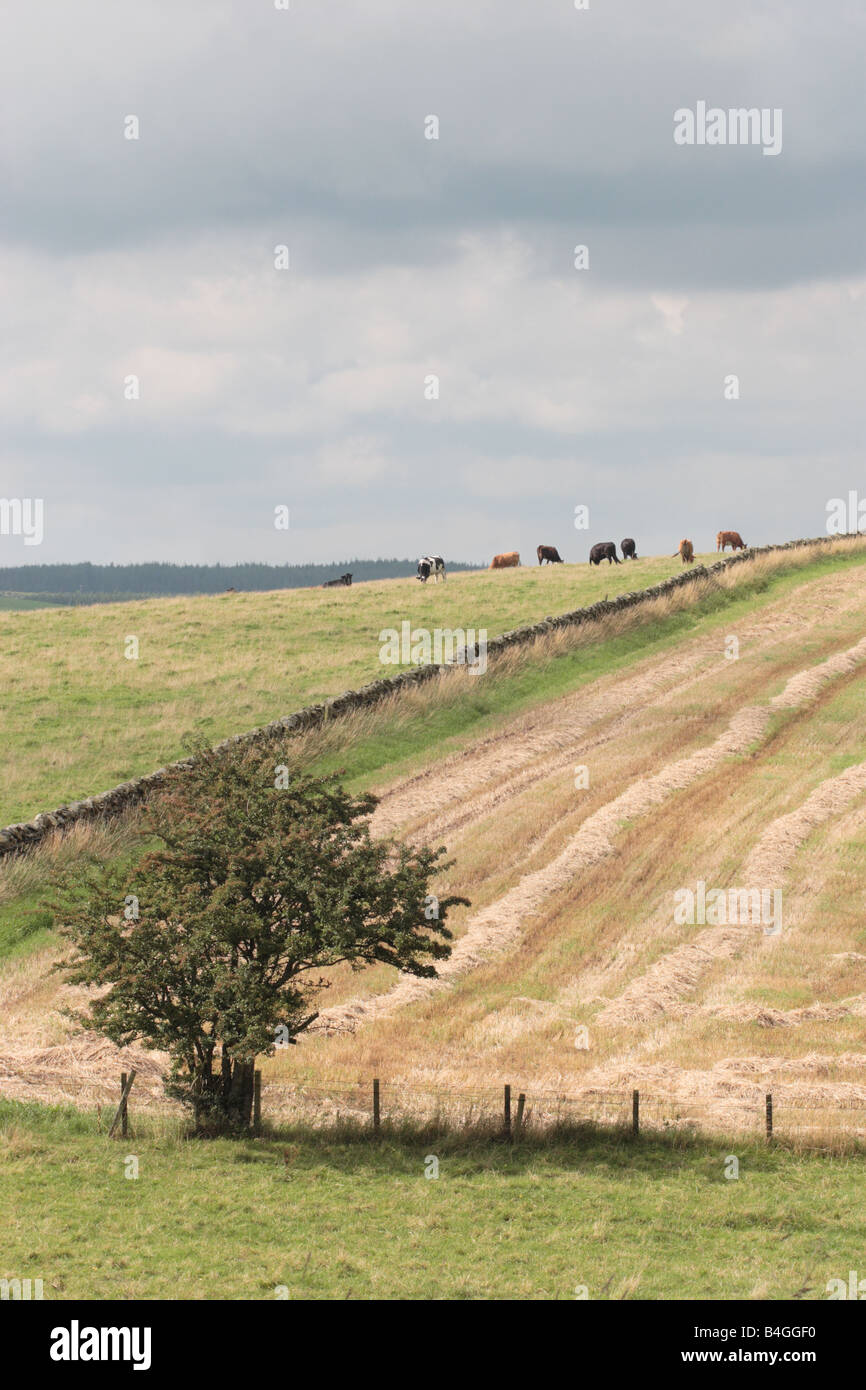 Scena misti di bovini da latte e dei seminativi, Dumfries & Galloway Foto Stock