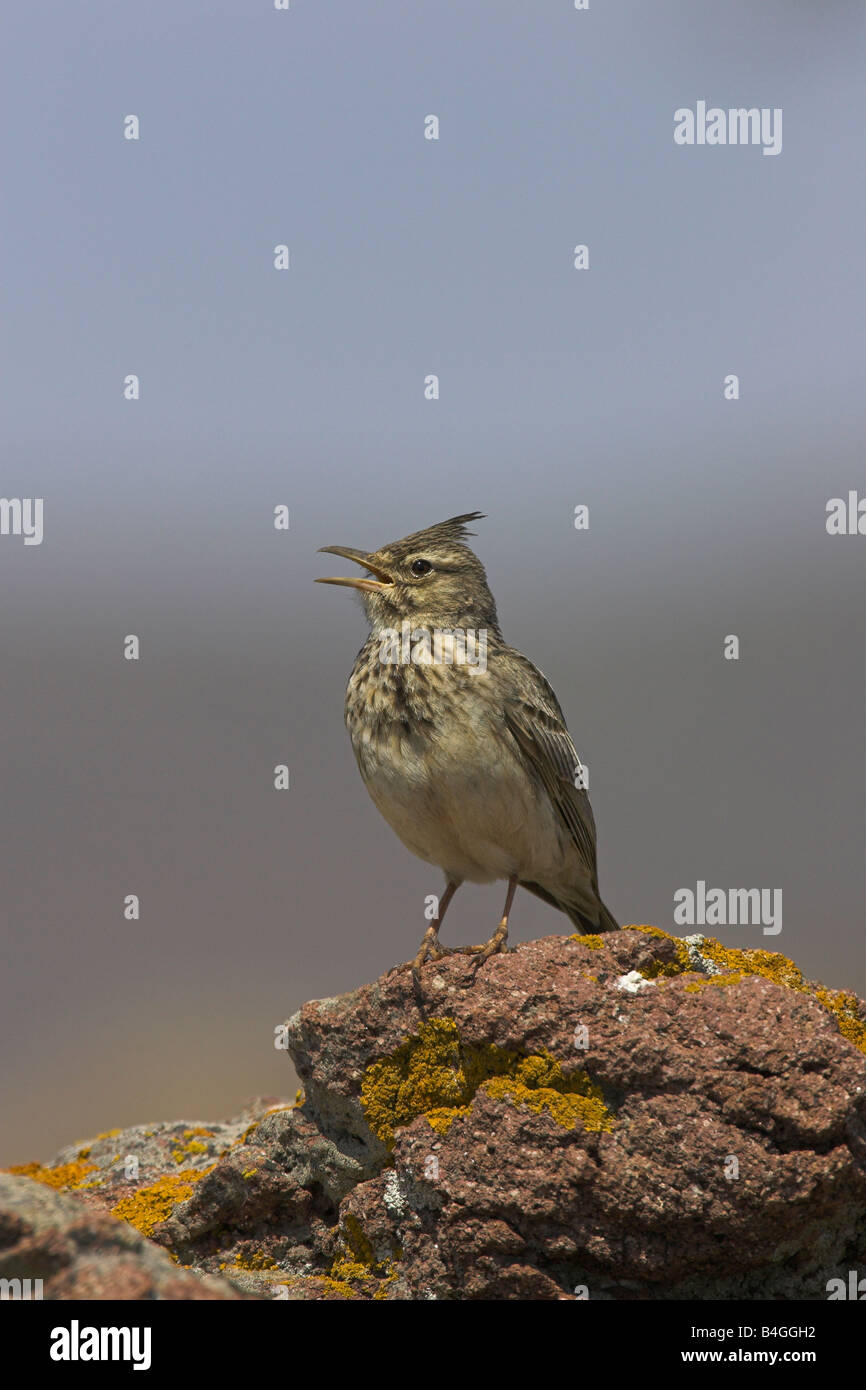 Crested Lark Galerida cristata cantare dal pesce persico prominente nei pressi di Apothikes, Lesbo, Grecia in aprile. Foto Stock