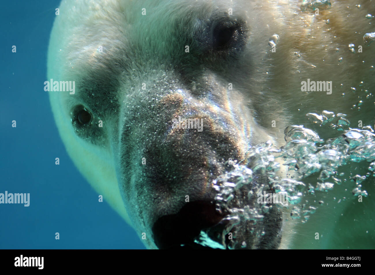 Close up di un orso polare. Foto Stock