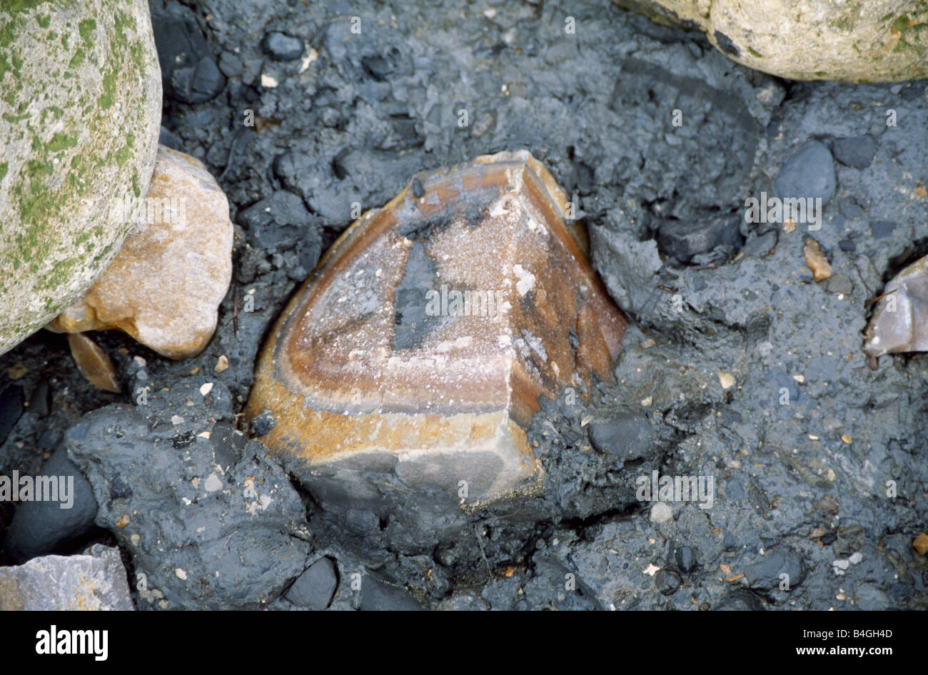 Close up di fossili incastonato nella roccia a Charmouth nel Dorset Foto Stock