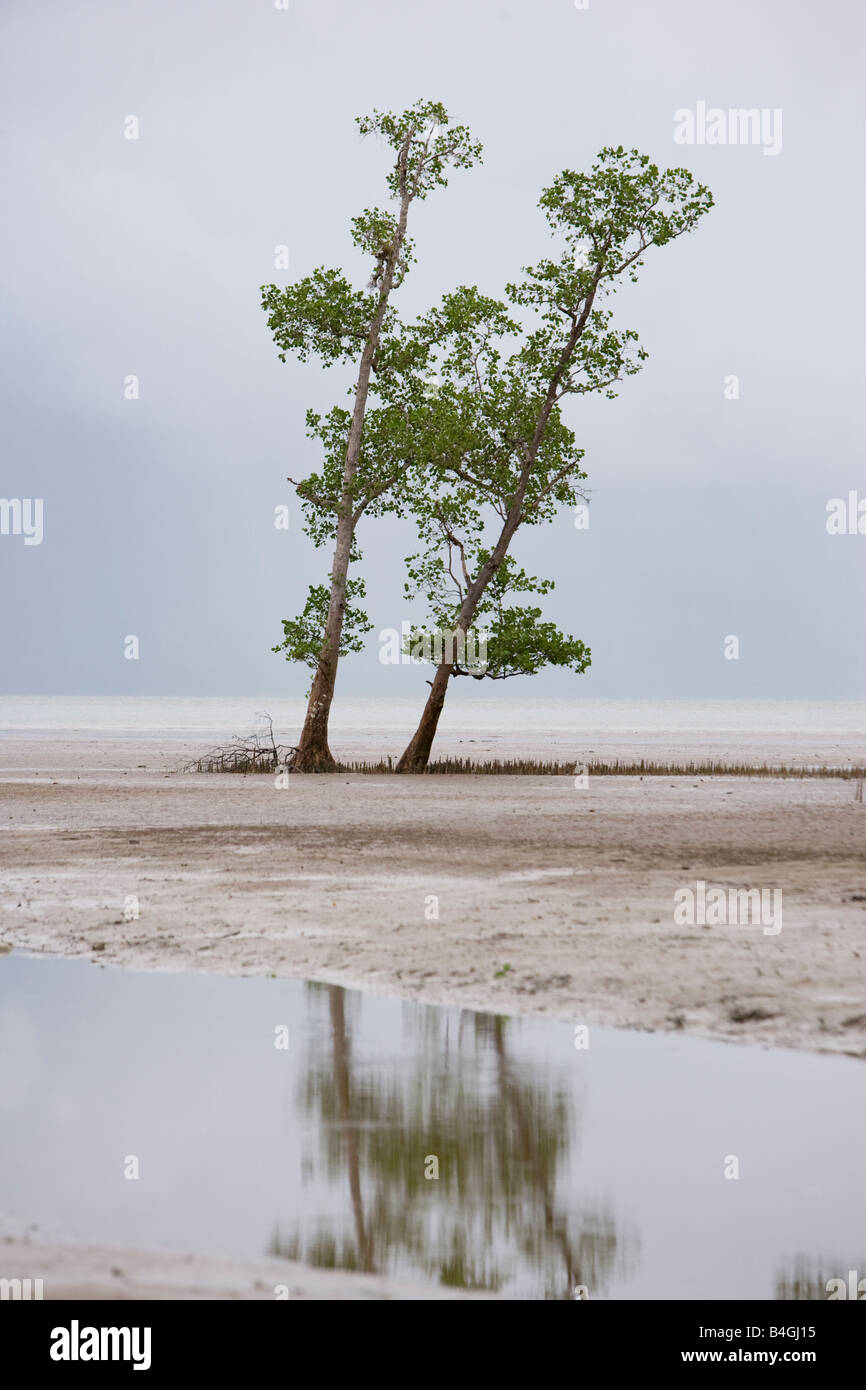 Alberi della mangrovia Foto Stock