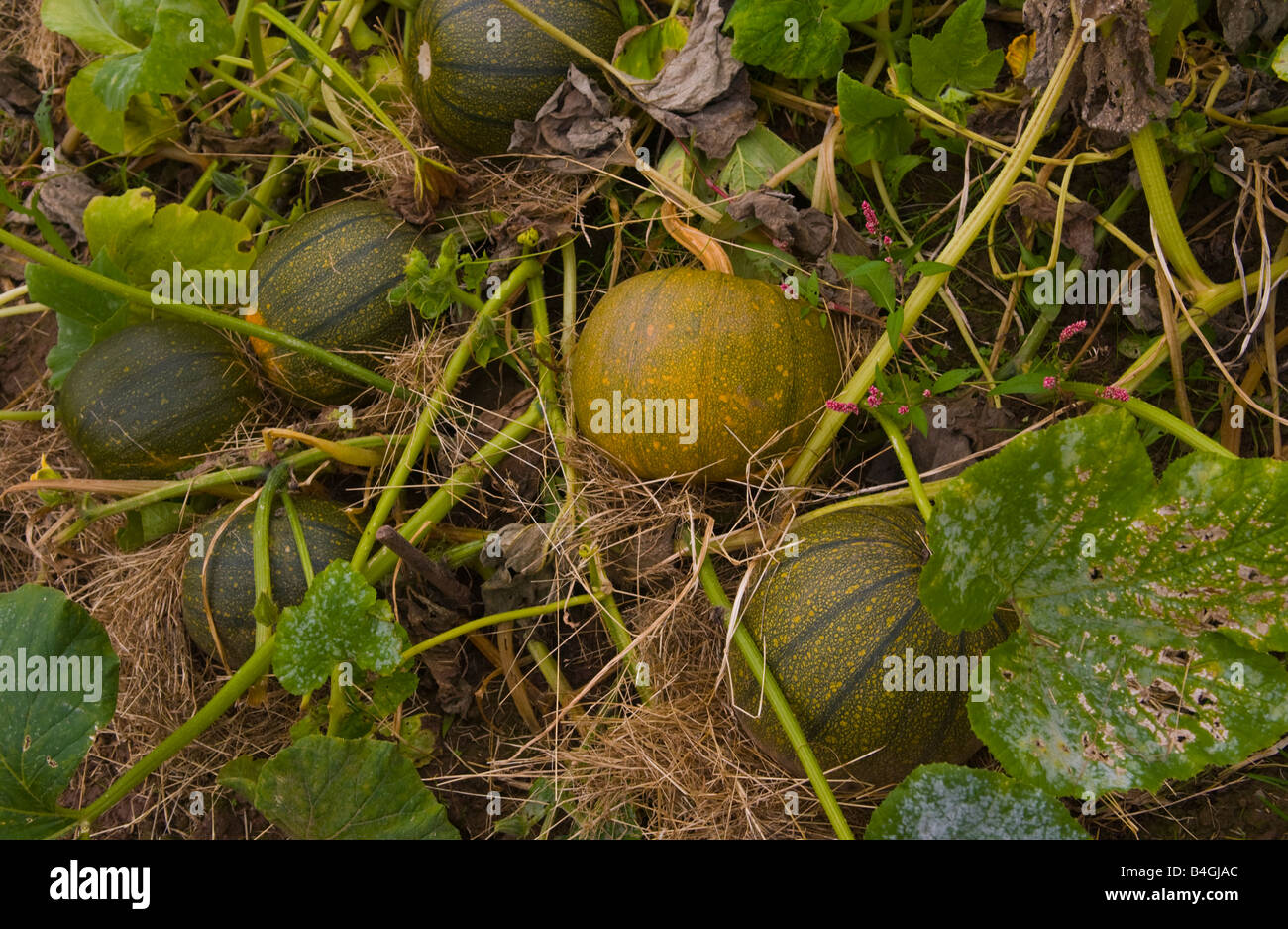 Le zucche crescono su riparto organico REGNO UNITO Foto Stock