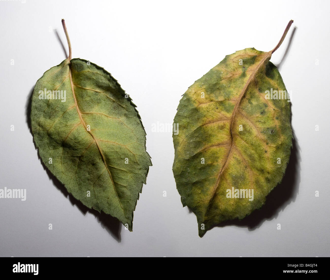 Stesso autumn leaf mostrato fronte e retro Foto Stock