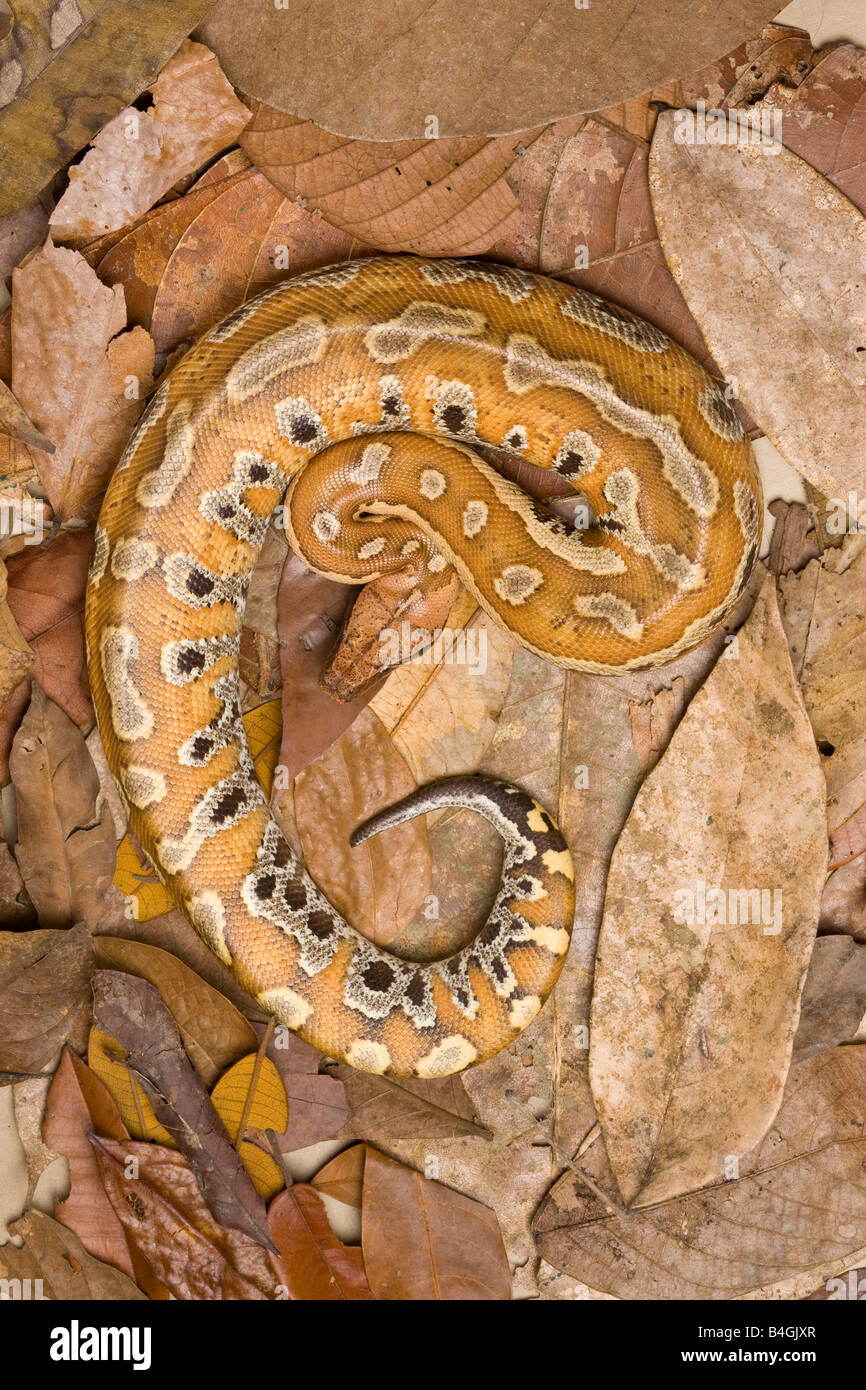 Sangue malese Python Foto Stock