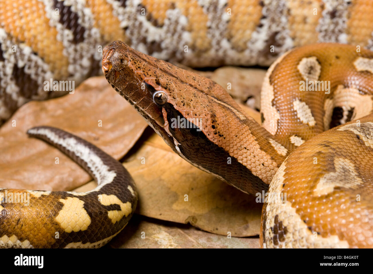 Sangue malese Python Foto Stock