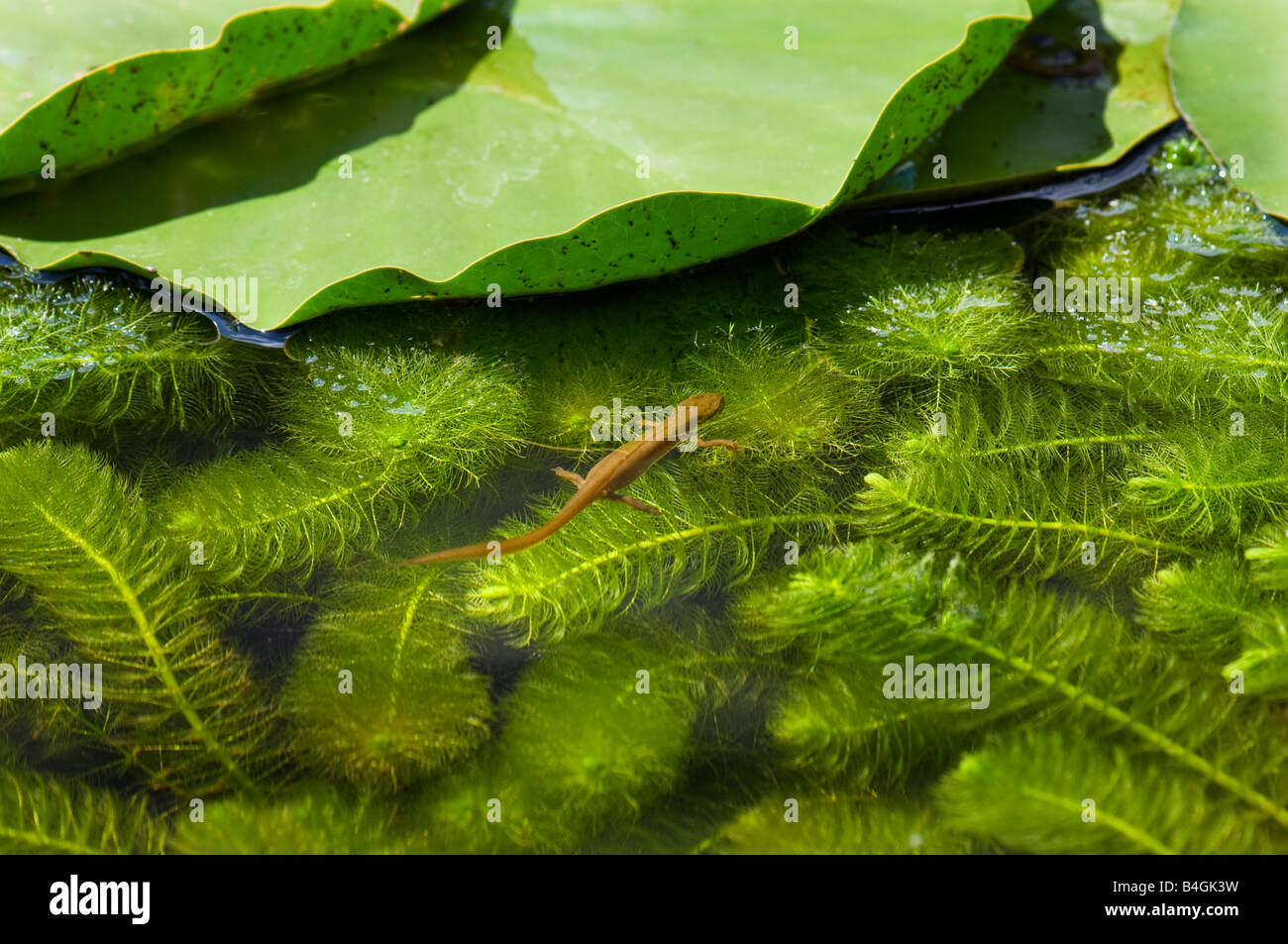 Bruna giovane newt eft molch Anfibio Lurch Salamander alla superficie dell'acqua larve ecosistema biotopo vita vegetale in un stagno di acqua di piscina Foto Stock
