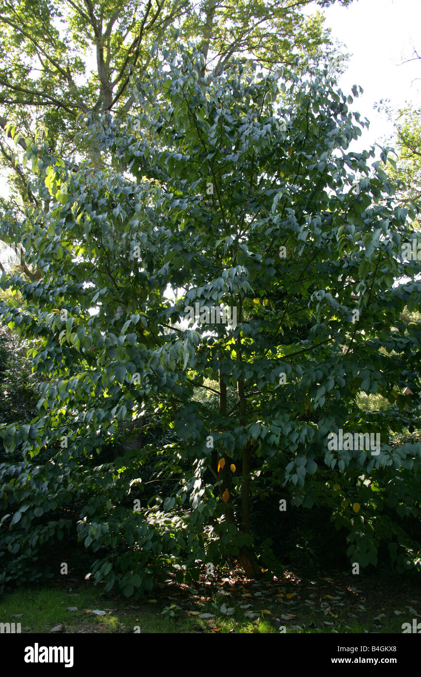 La struttura Colomba, Davidia involucrata Foto Stock