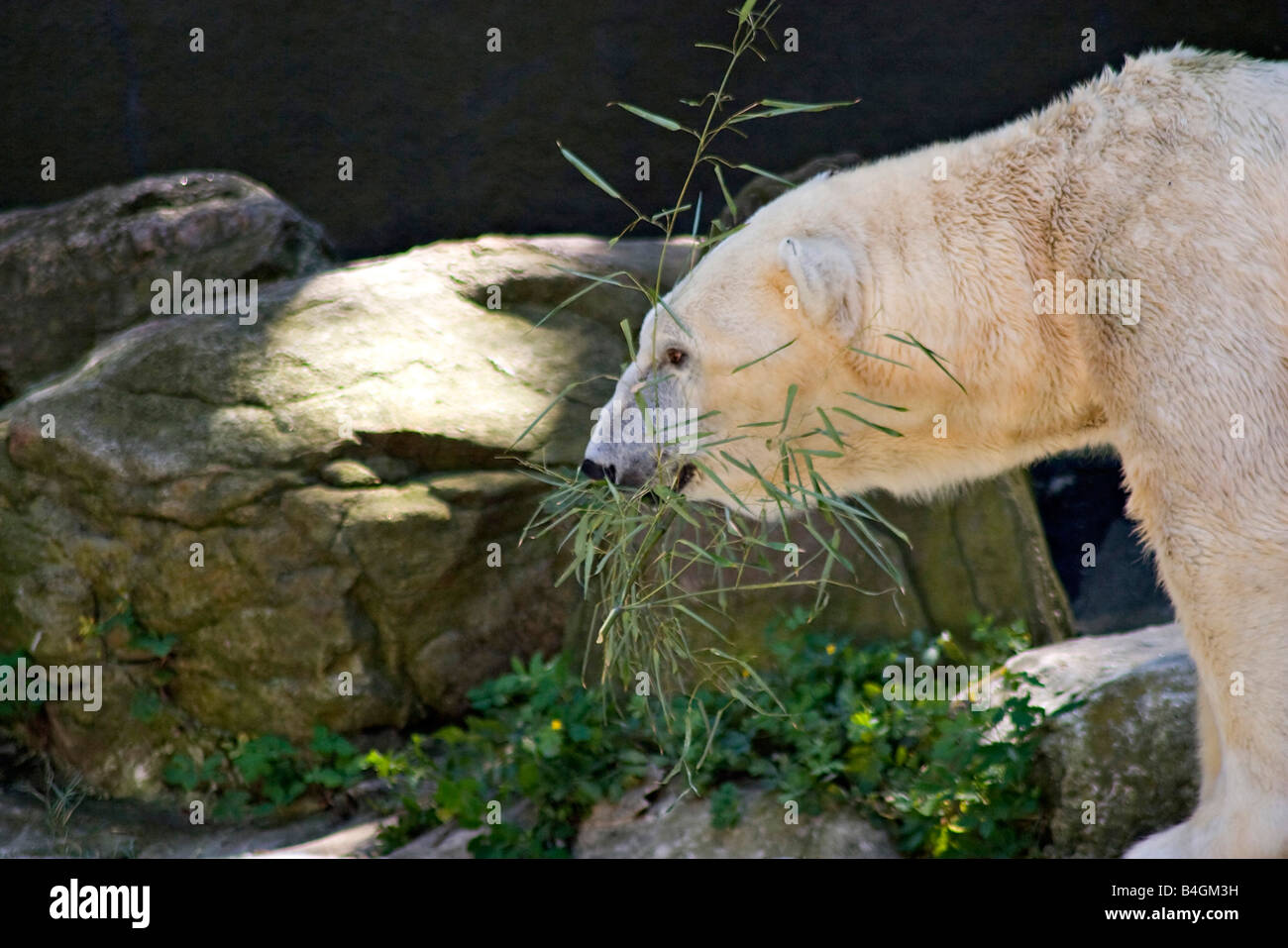 Un orso polare che trasportano un ramo nella sua bocca Foto Stock