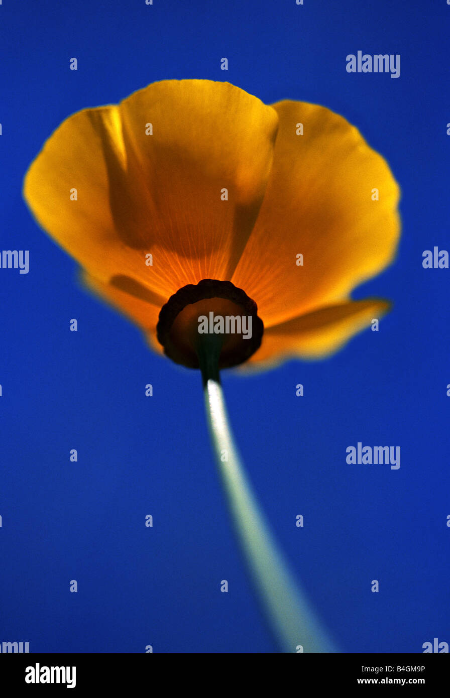 California poppy (Eschscholzia californica) nella Antelope Valley Riserva di papavero nel deserto di Mojave in California. Foto Stock